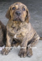 Étalon Fila Brasileiro - Brindle bulma d'Oasia Dream