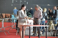 Étalon Jack Russell Terrier - Trilly (Sans Affixe)