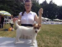 Étalon Jack Russell Terrier - white tan Inverbrae kathrine