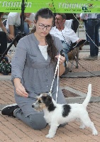 Étalon Jack Russell Terrier - Olaf jack Dei Bordigotti