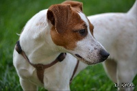 Étalon Jack Russell Terrier - Lassie (Sans Affixe)