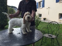 Étalon Petit Basset griffon vendeen - Lina (Sans Affixe)