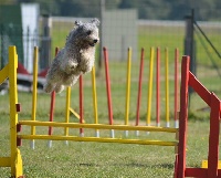 Étalon Pumi - Elora danan (Sans Affixe)