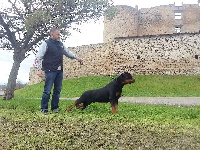 Étalon Rottweiler - CH. des princes d'aragone Gallardo