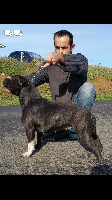 Étalon Staffordshire Bull Terrier - Isis By familystaff
