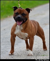 Étalon Staffordshire Bull Terrier - Hell boy The Little Devil Of Breizh
