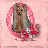 Étalon Yorkshire Terrier - Happines du domaine de monderlay House Schooting Start