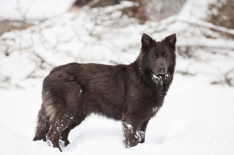 Publication : de la légende du loup noir