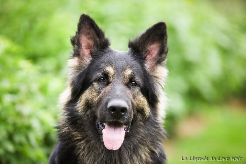 Quitchii galaxie de la légende du loup noir