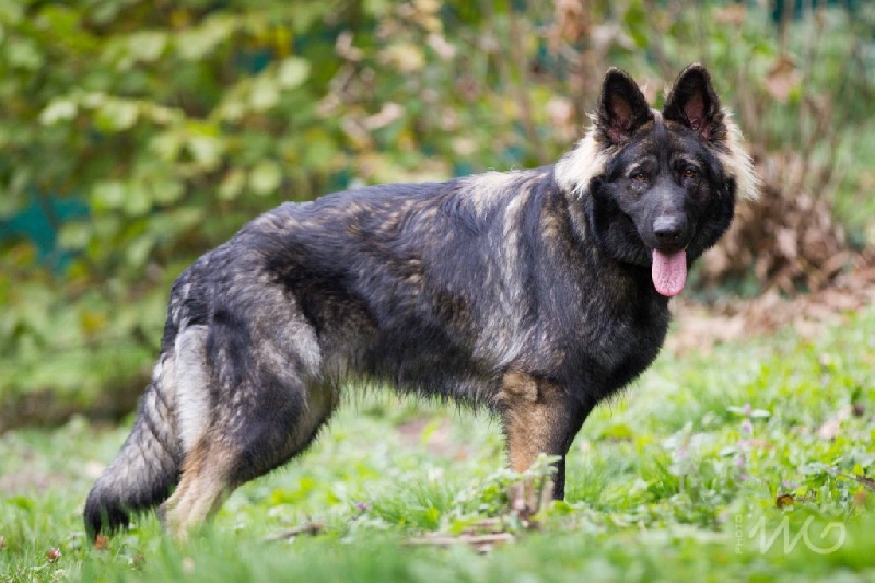 Publication : de la légende du loup noir