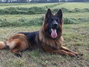 Hasko du bois blancval