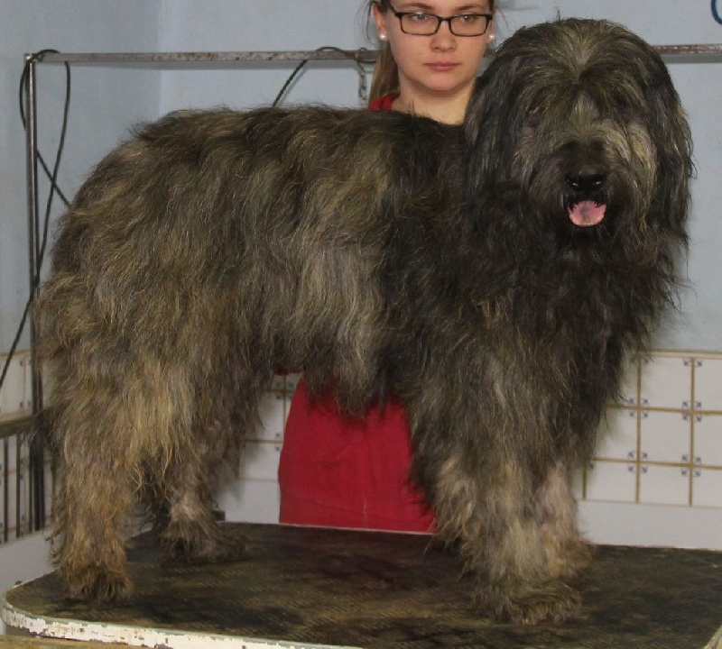 Publication : Pastores Del Pas Auteur : moi