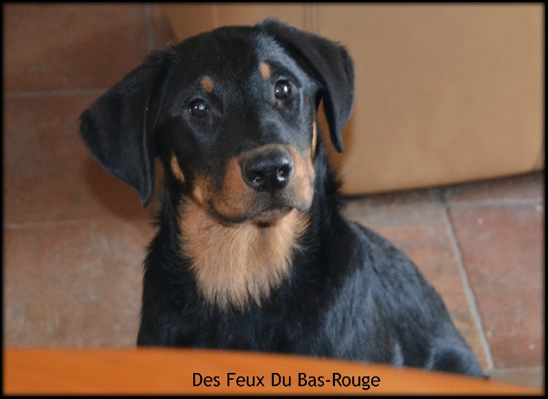  Auteur : Tony Joneau