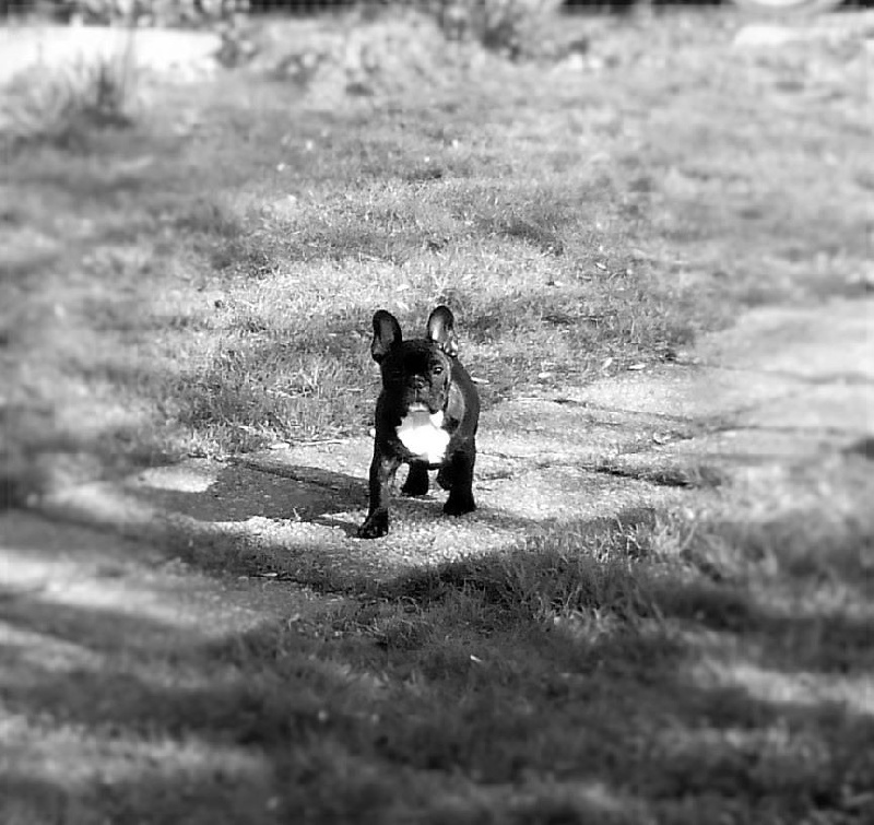 Publication : des Ulyskanes du Fleury Auteur : Emmanuelle Nocent