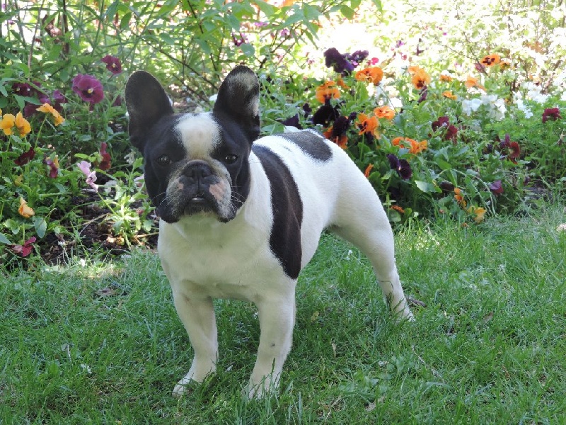 Traviata de el mencey loco