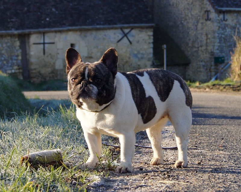 Publication : dho Valtess 