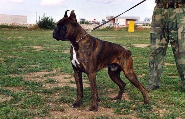 Pluto dei conti puglia