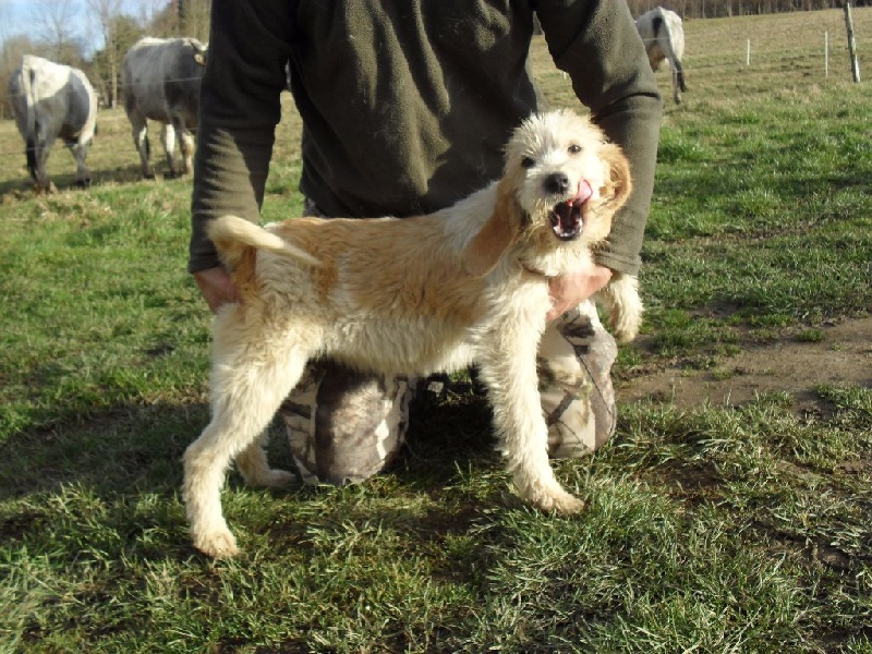 Publication : De La Terrible Menée 