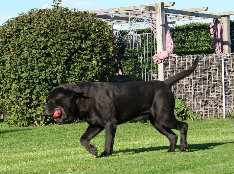 Publication : Corso Nobile Auteur : van Pottelsberghe de la Potterie