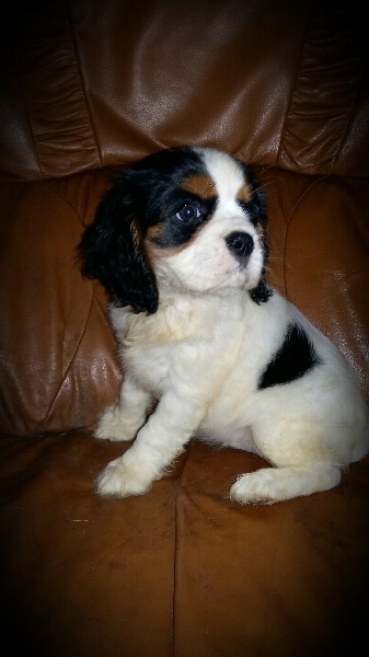 Publication : De La Tour Des Angelots Auteur : Sauder emmanuelle