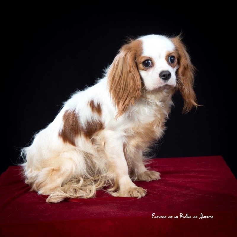 Publication : de la plaine du Jaelma