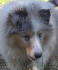 Jena bleue des menthes sauvages