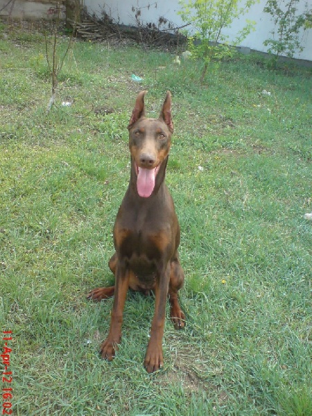 CH. v belic house Cassia