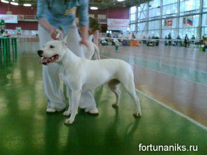 CH. fortuna niks Pamela anderson