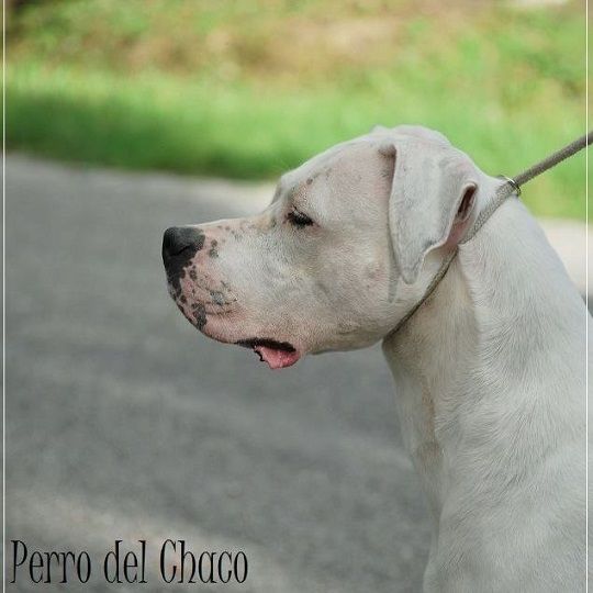 CH. Perro del Chaco Féerie taita