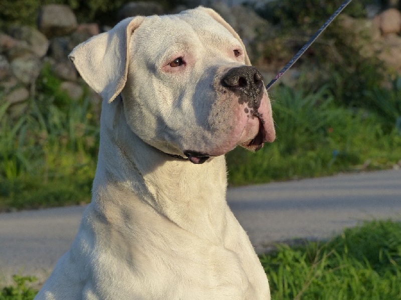 Imka de los Hijos de la Luna