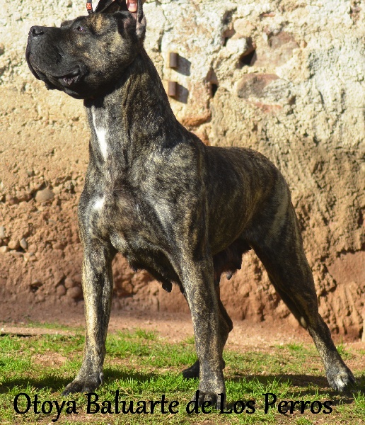 Publication : Des Griffes Du Dragon Noir 