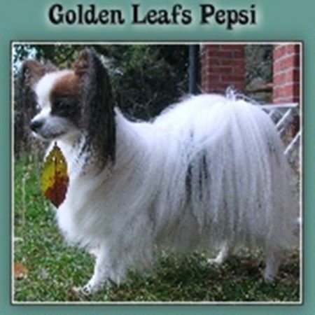 golden leaf's Pepsi