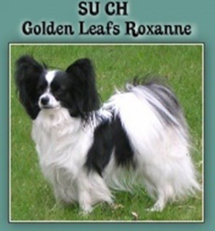 CH. golden leaf's Roxanne