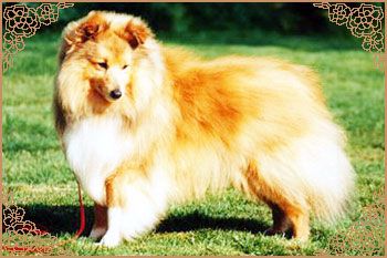 CH. Dippersmoor Dandini of laikrich