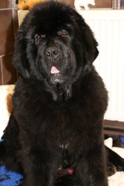 Publication : du domaine du Taennchel Auteur : DOMAINE DU TAENNCHEL