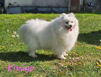 Étalon Spitz japonais - Liloo kimiyo des joyeux dahus