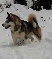 Étalon Alaskan Malamute - D'kaali of pigeon's hill