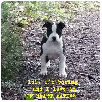 Étalon American Staffordshire Terrier - Lol' i'm boring and i love it Of Heart Eaters