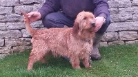 Étalon Basset fauve de Bretagne - Goliath De La Carrière De Thil