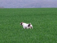 Étalon Braque français, type Pyrenees (petite taille) - Halys du plateau des capucins