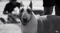 Étalon Bull Terrier - Bullimpact Jeremiah johnson