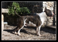 Étalon Bull Terrier - Jan coudouelo lou Prouvencaou