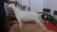 Étalon Bull Terrier - Elza opalplast