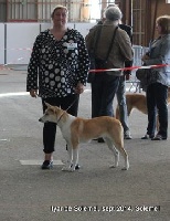 Étalon Canaan Dog - Iyar - dit winnie de Solemel