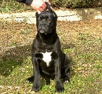 Étalon Cane Corso - Quercia dell'Antiqua Apulia