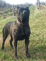 Étalon Cane Corso - Stella (Sans Affixe)
