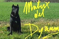 Étalon Cane Corso - Matrix del dyrium