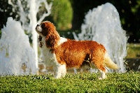 Étalon Cavalier King Charles Spaniel - CH. bonitos companeros Ete-petete ch pt es ib