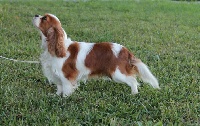 Étalon Cavalier King Charles Spaniel - CH. Unbelievable cherry Do Monte Santa Maria