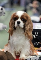 Étalon Cavalier King Charles Spaniel - CH. gayhalo Roulette, jch pt es gi, ch pt es gi mr fi ib cib